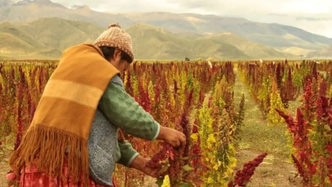 Agricultura Inca Características De Sus Innovadoras