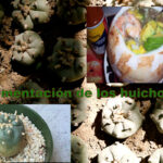 Alimentación de los Huicholes