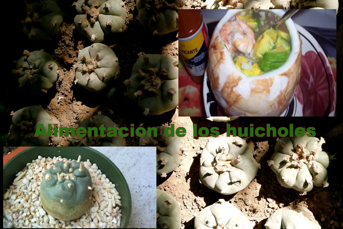 Alimentación de los Huicholes