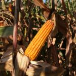 Alimentación de los tarahumaras