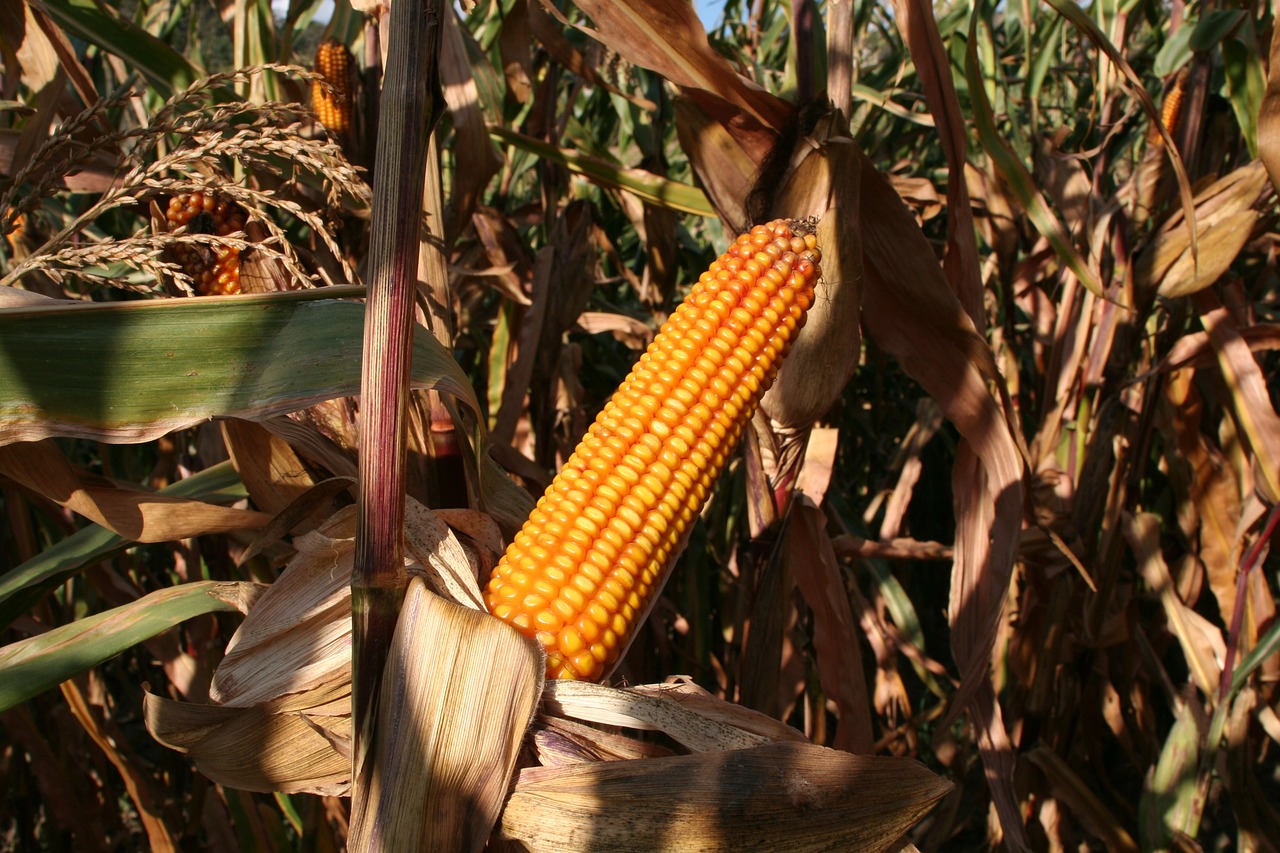 Alimentación de los tarahumaras