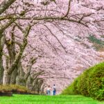 Cerezo japonés. Foto por Envato