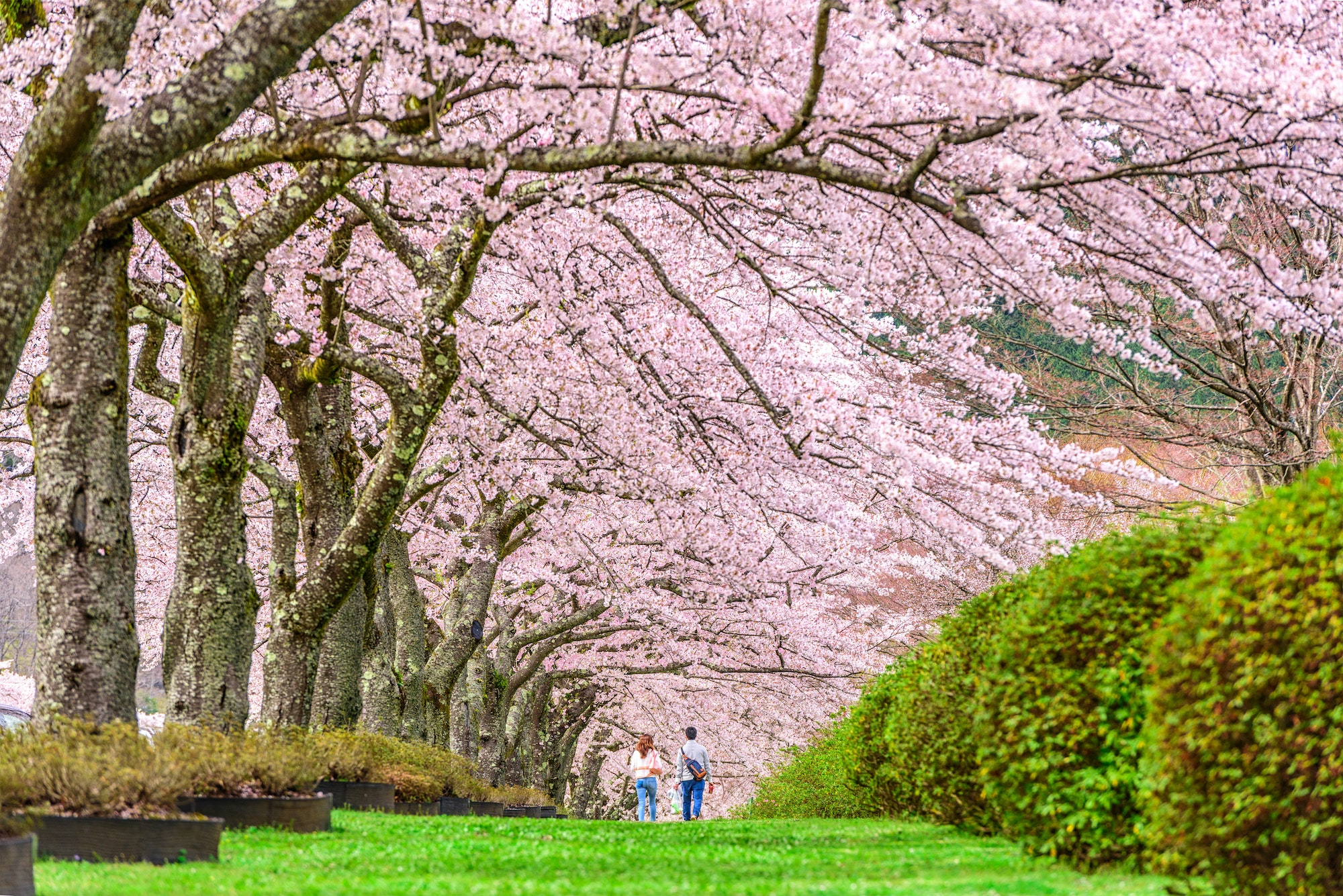 Cerezo japonés. Foto por Envato