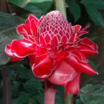 FLORA COLOMBIANA