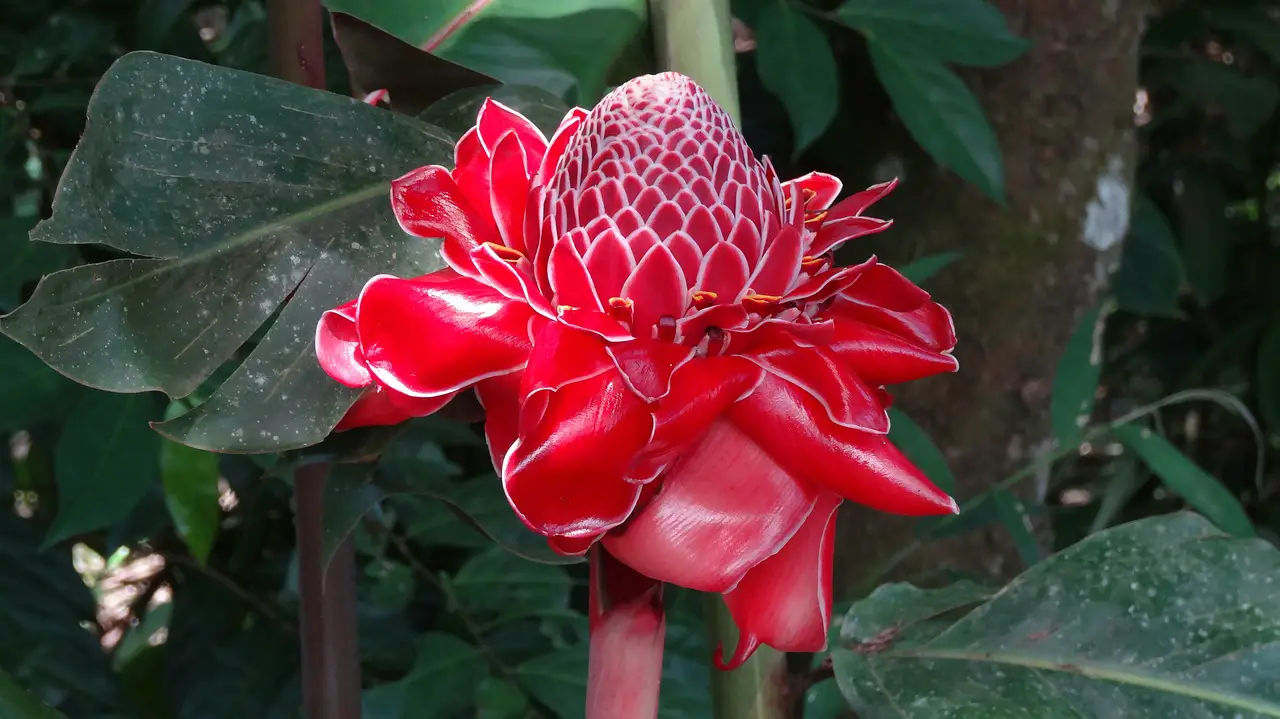 FLORA COLOMBIANA