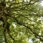 Árbol Celta