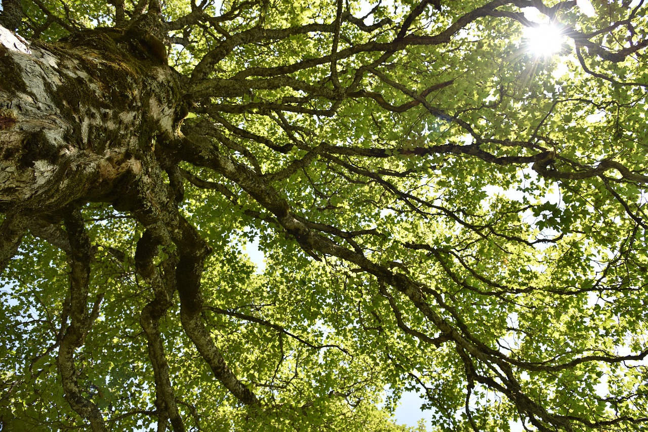 Árbol Celta