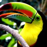 Fauna colombiana