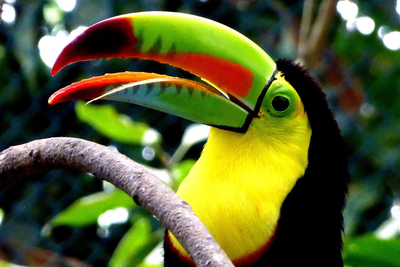 Fauna colombiana