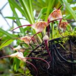 Orquídea colombiana. Foto por Envato.