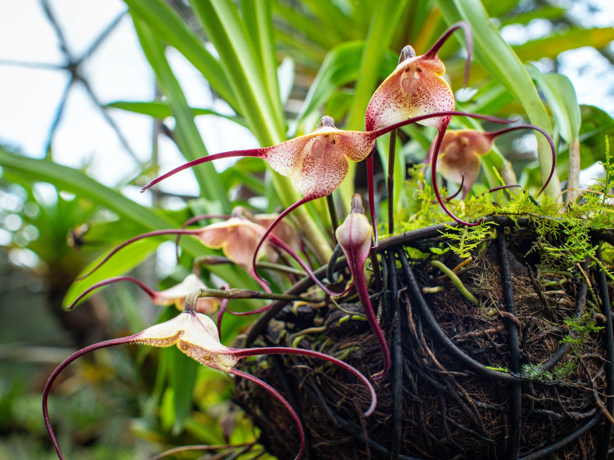 Orquídea colombiana. Foto por Envato.